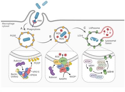 LAPped in Proof: LC3‐Associated Phagocytosis and the Arms Race Against Bacterial Pathogens